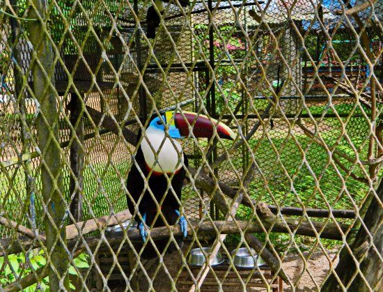 Paramaribo Zoo